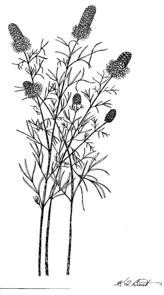Diagram of prairie clover plant. Description follows.