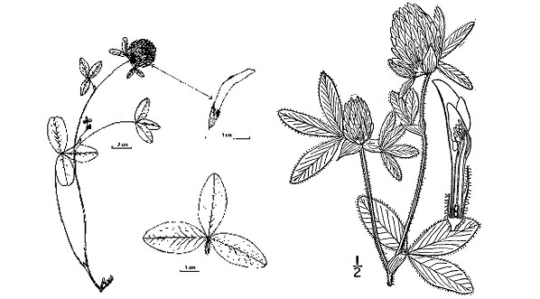 Diagram of red clover plant. Description follows.