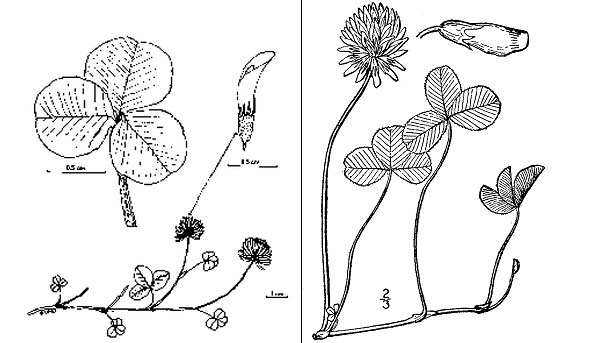 Diagramme de la plante du trèfle blanc. Description ci-dessous.