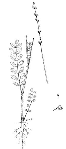 Diagramme de la plante du sainfoin cultivé. Description ci-dessous.