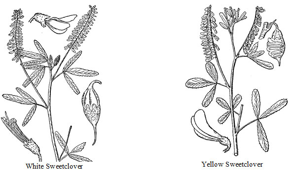 Diagram of sweetclover plant. Description follows.