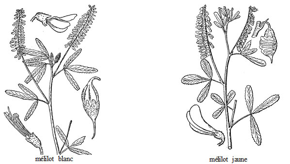 Diagramme de la plante du mélilot. Description ci-dessous.