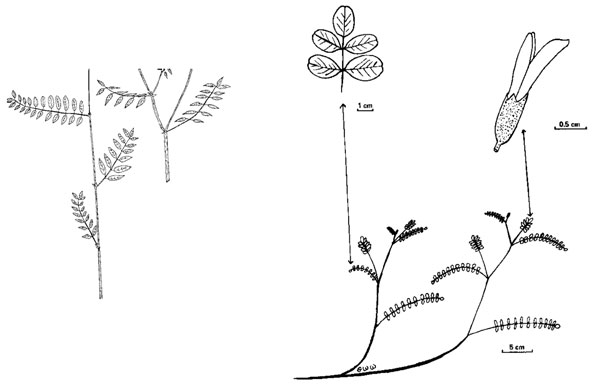 Diagramme de la plante de l'astragale pois-chiche. Description ci-dessous.