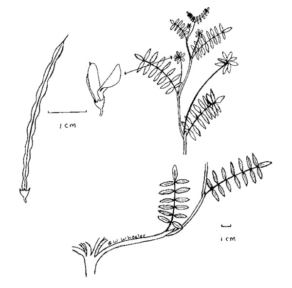 Diagram of crownvetch plant. Description follows.