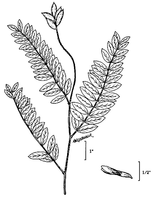 Diagram of Canadian milkvetch plant. Description follows.