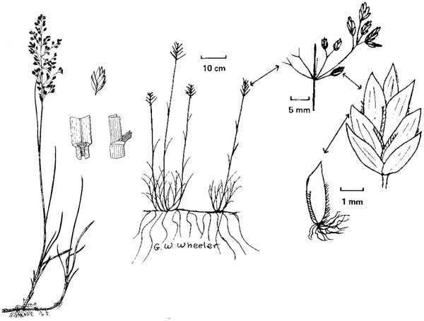 Diagramme de la plante du pâturin des prés. Description ci-dessous.
