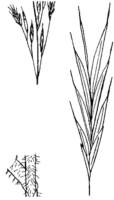 Diagram of meadow bromegrass. Description follows.