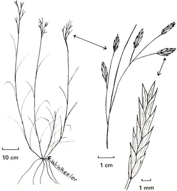 Diagram of meadow fescue. Description follows.