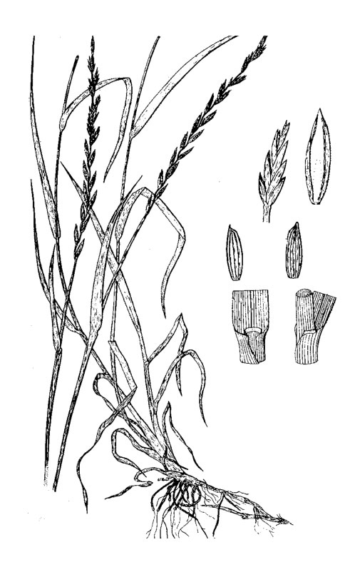 Diagram of intermediate wheatgrass. Description follows.