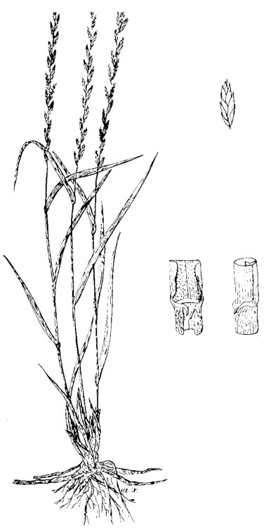 Diagram of northern wheatgrass. Description follows.