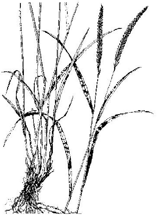 Diagram of Siberian wheatgrass. Description follows.