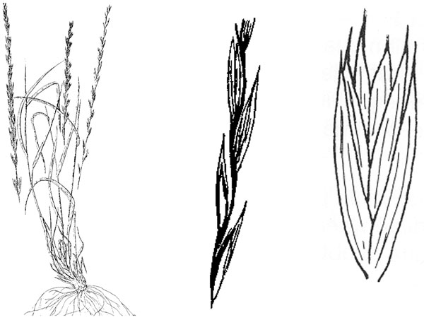 Diagram of slender wheatgrass. Description follows.