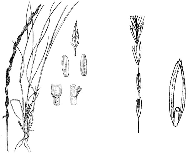 Diagram of tall wheatgrass. Description follows.