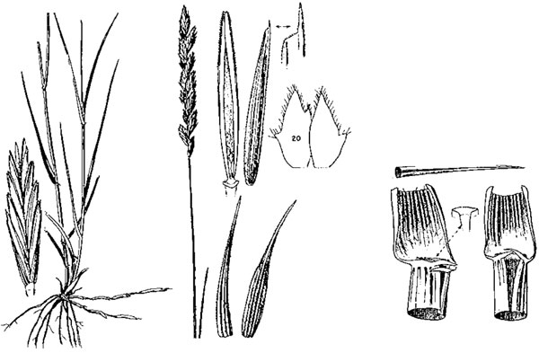 Diagram of western wheatgrass. Description follows.