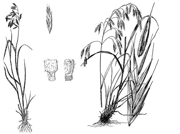 Diagram of fringed bromegrass. Description follows.