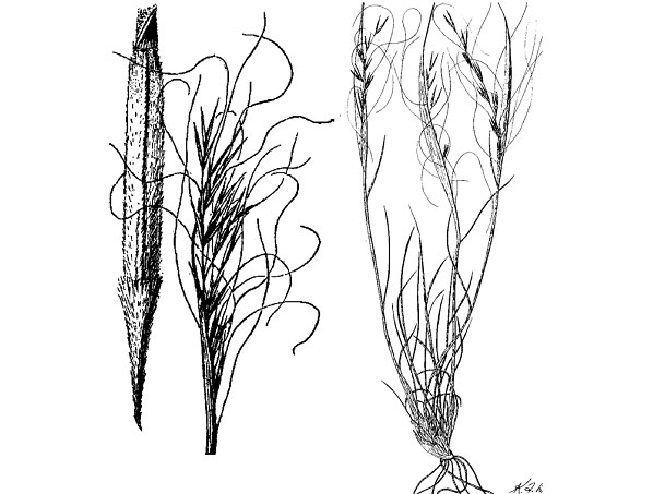 Diagram of needle and thread grass. Description follows.