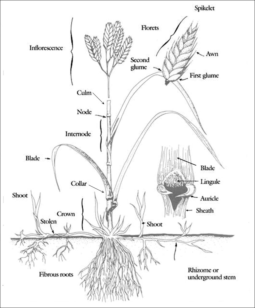 Diagram of grass plant botanical parts. Description follows.