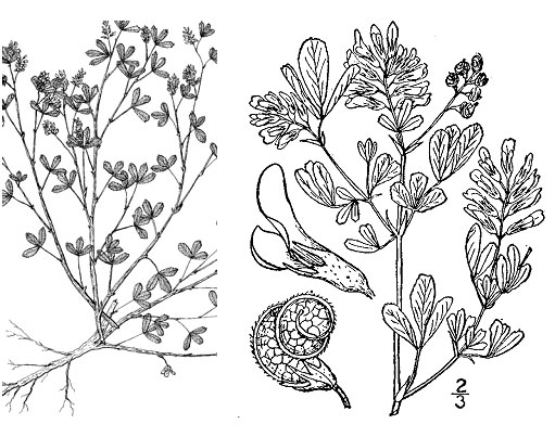 Diagram of alfalfa plant. Description follows.