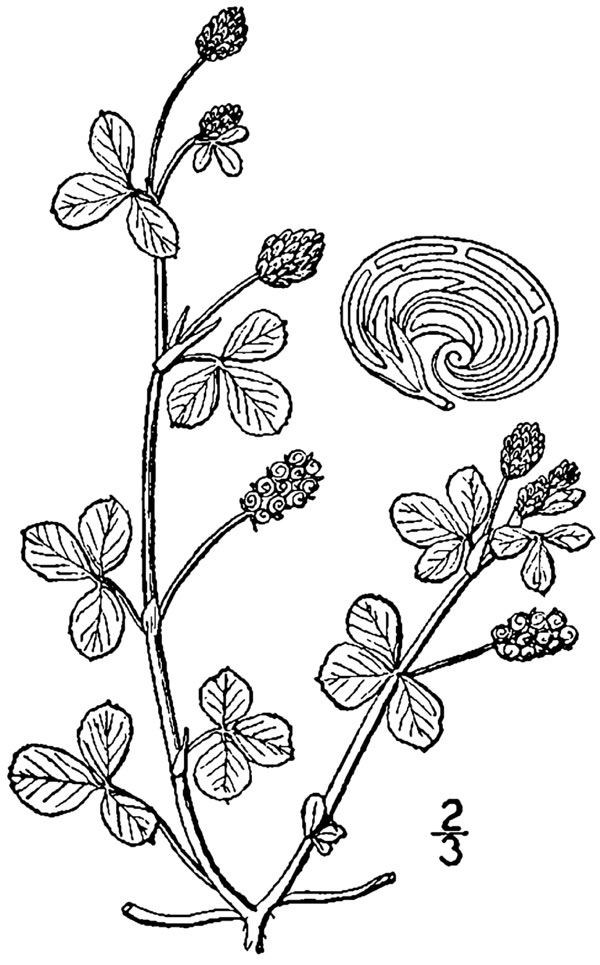 Diagram of black medic plant. Description follows.