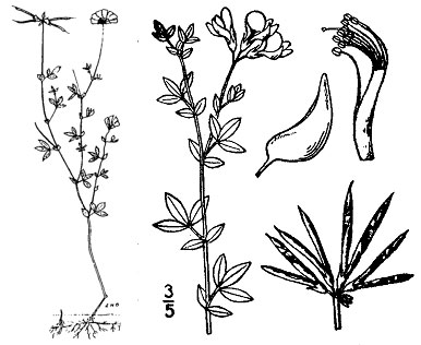 Diagram of birdsfoot trefoil plant. Description follows.
