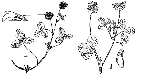 Diagramme de la plante du trèfle alsike. Description ci-dessous.
