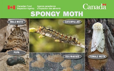 Thumbnail image for plant pest credit card: Spongy moth. Description follows.
