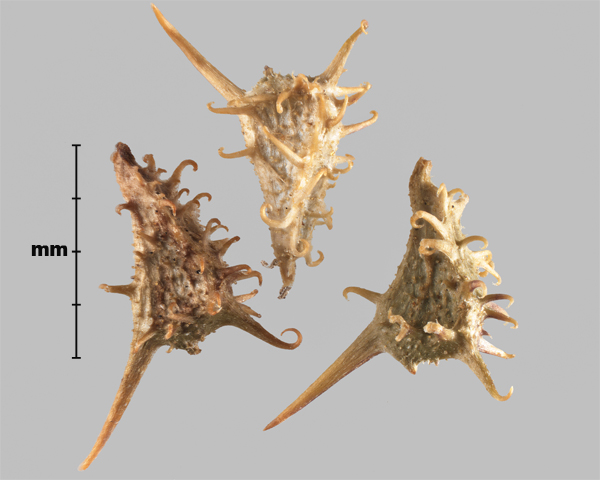 Photo - Similar species: Low starbur (Acanthospermum humile) achenes