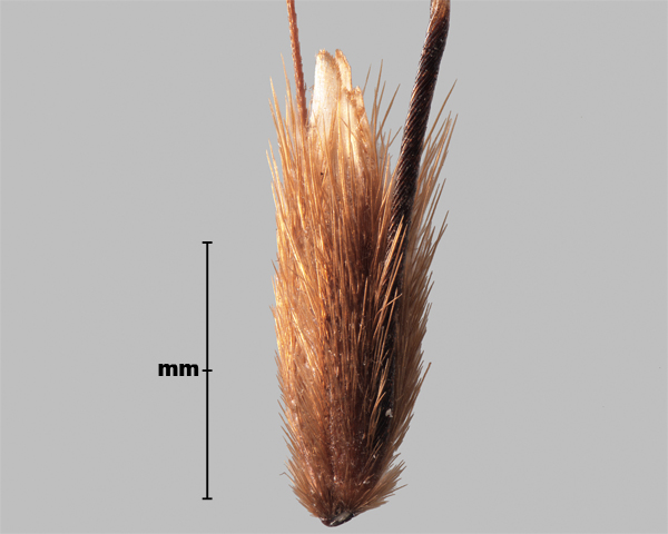 Photo - Sweet vernal grass (Anthoxanthum odoratum) floret group 2
