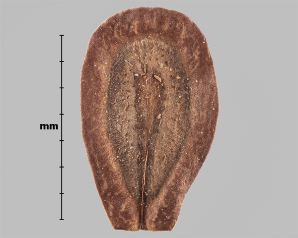 Photo - Similar species: Showy milkweed (Asclepias speciosa) seed (inner side)