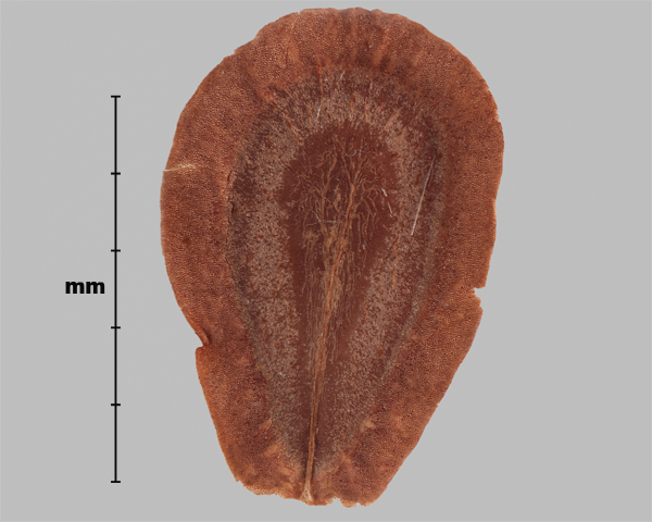 Photo - Common milkweed (Asclepias syriaca) seed (inner side)