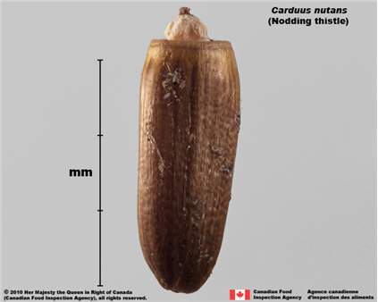 Photo - Espèce semblable : Chardon penché (Carduus nutans), akène (vue de côté)