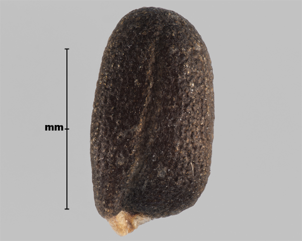 Photo - Hare's-ear mustard (Conringia orientalis) seed (showing outline of seed root)