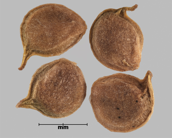 Photo - Renoncule rampante (Ranunculus repens), akènes