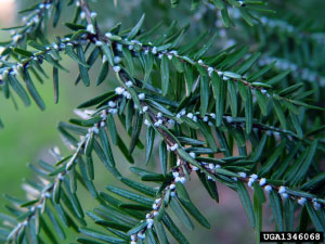 Figure 4, shows the most obvious sign of a hemlock woolly adelgid infestation, with the white, woolly ovisacs located at the base of the needles on the underside of the hemlock branch.