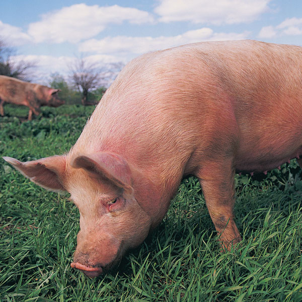 Pig in Farmers Field.