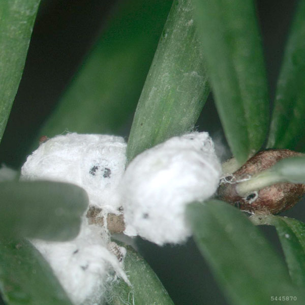 Close-up of the hemlock woolly adelgid adult, covered in white, wool-like wax filaments resembling small tufts of cotton.
