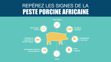 Infographie : Repérez les signes de la peste porcine africaine (PPA)