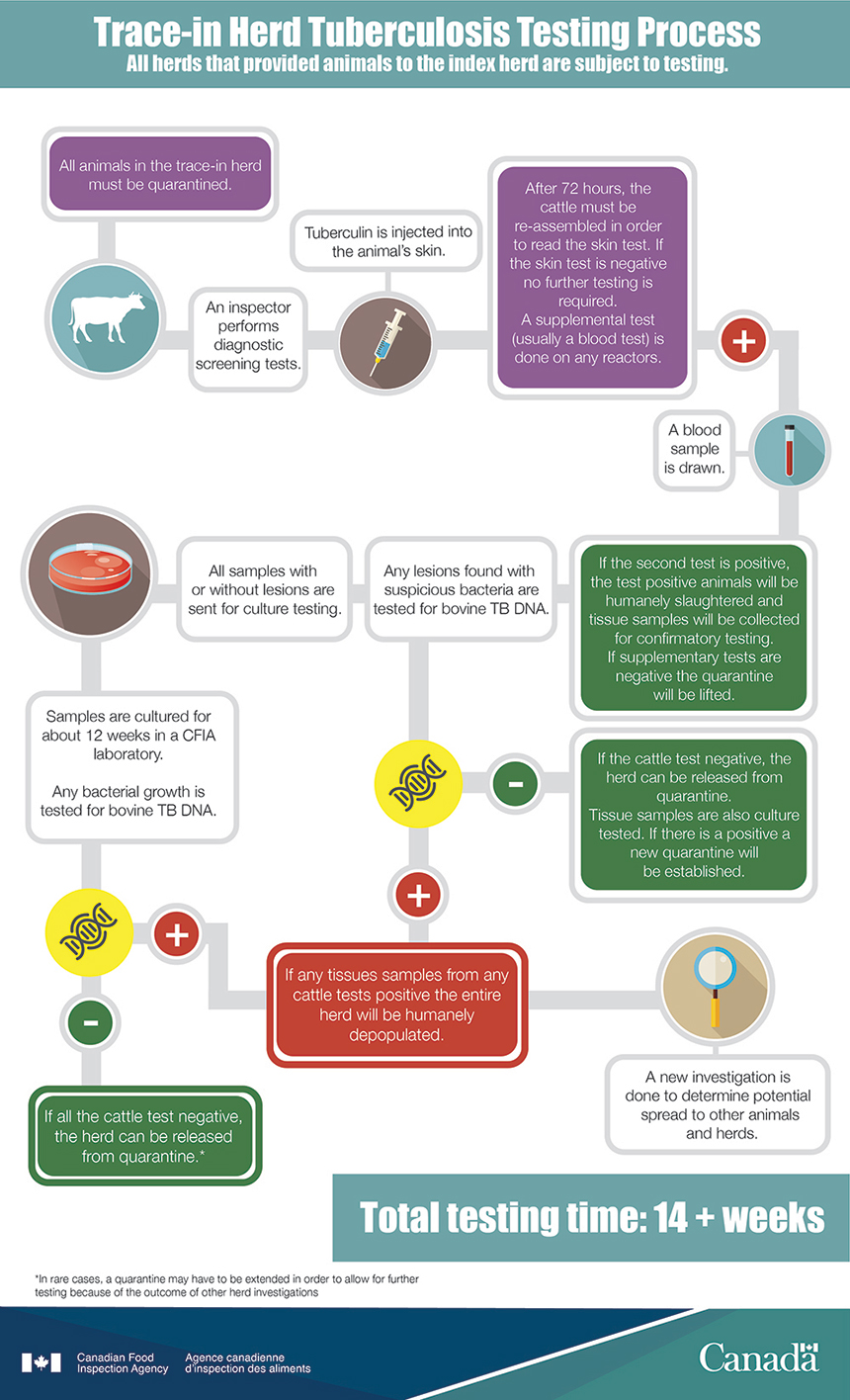 Infographic:  Trace-in Herd Tuberculosis Testing Process. Description follows.