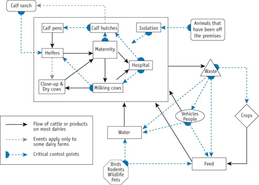 Diagram identifies risk areas and routes of cattle and product flow on a dairy operation. Description follows.