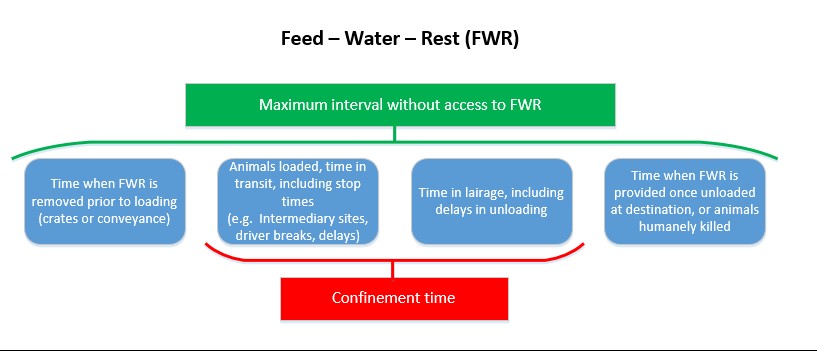 Feed – Water – Rest interval differs from the confinement and transportation time periods