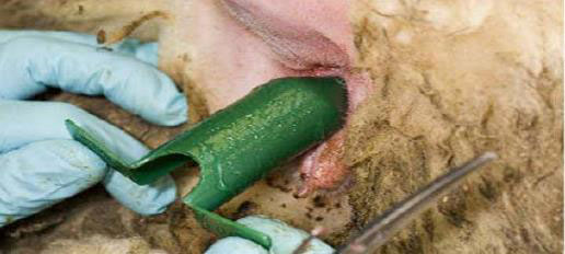 Figure 24: Photo de l'insertion du  spéculum dans le rectum
