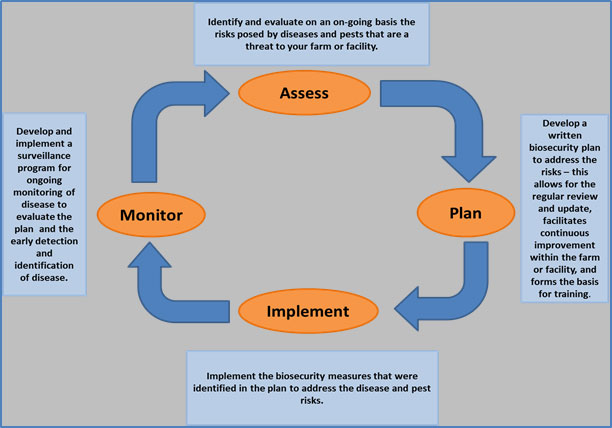 Figure 4 is an illustration of the cycle of activities that should be completed to develop and implement a biosecurity plan. Description follows.