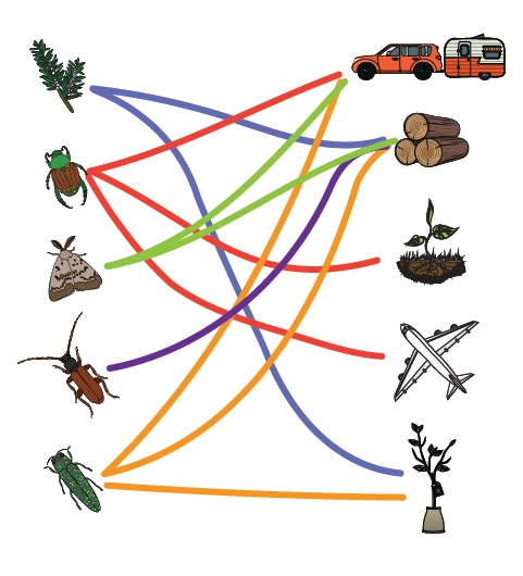 Match each insect to the 'vehicle' it uses to travel to and around Canada (answers). Description follows.