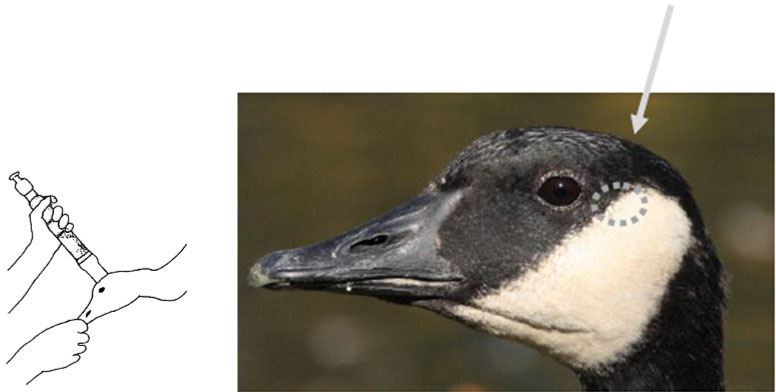 target location and placement location of a captive bolt pistol device on top of head of a goose