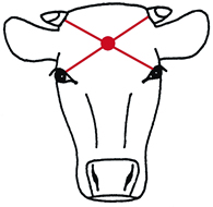 Vue frontale de la tête bovine avec des points de repère.