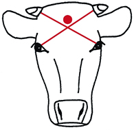 Vue frontale de la tête bovine avec des points de repère pour le pistolet percuteurs non pénétrant qui est approximativement 20 mm au-dessus de l'intersection d'un X formé par des lignes diagonales des yeux à la base des cornes.