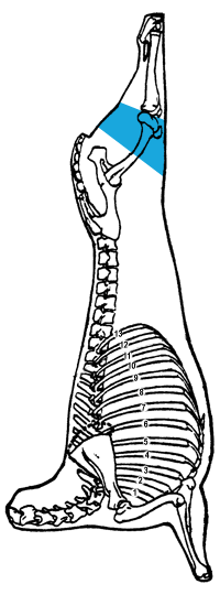 Description of leg, shank portion (A)