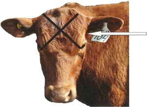 vache - vue frontale avec indication de point de pénétration du projectile et une flèche qui l'indique