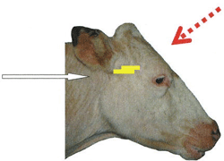 vache - vue latérale montrant l'emplacement du foramen magnum, le tronc cérébral et le cerveau moyen et une flèche qui l'indique