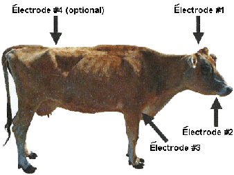image d'une vache avec quatre points de répère pour l'assommage électrique
